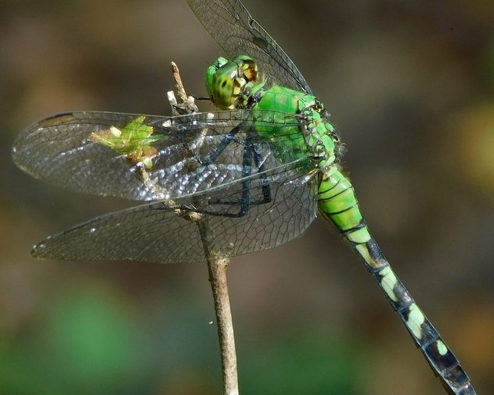 Eastern Pondhawk