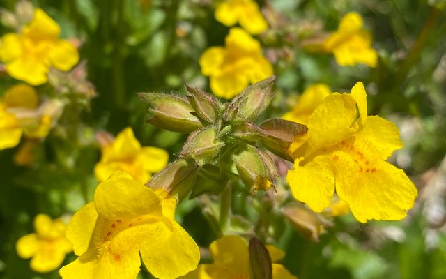 Seep Monkeyflower reference
