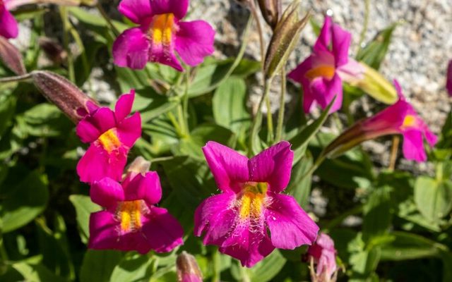 Lewis's Monkeyflower reference
