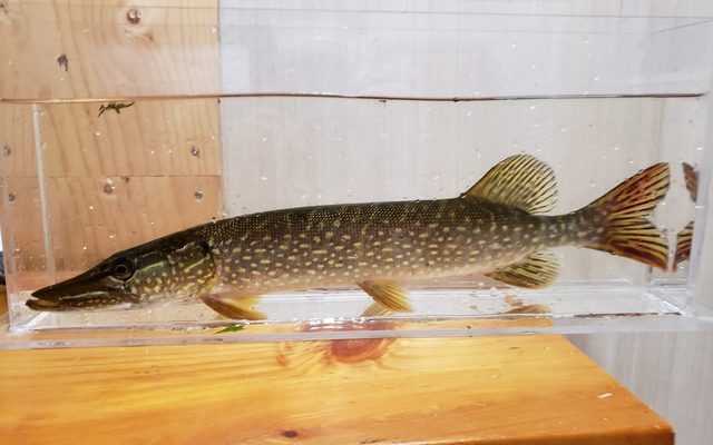 Northern Pike reference
