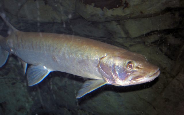 Muskellunge reference