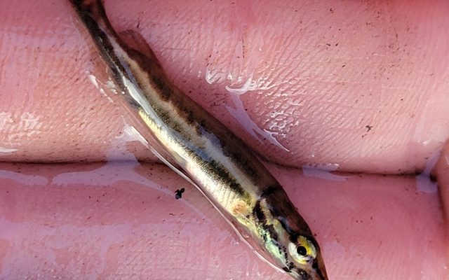 Chain Pickerel reference