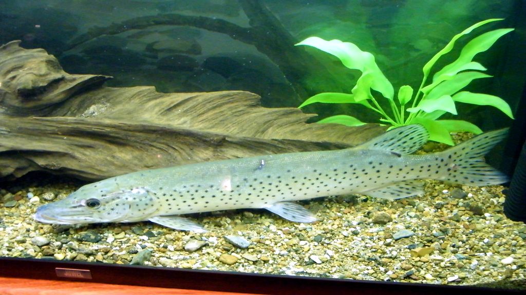 Amur Pike reference