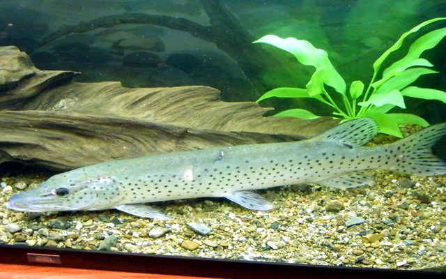 Amur Pike reference