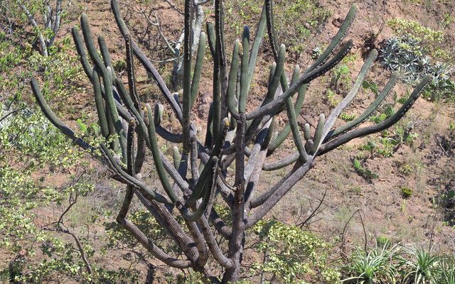 Peruvian Old Man Cactus reference