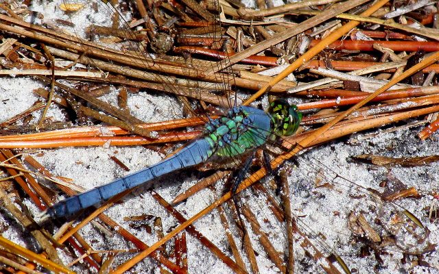 Eastern Pondhawk reference
