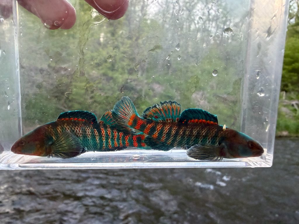 Rainbow Darter reference