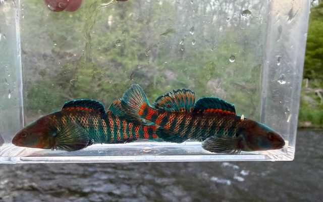 Rainbow Darter reference