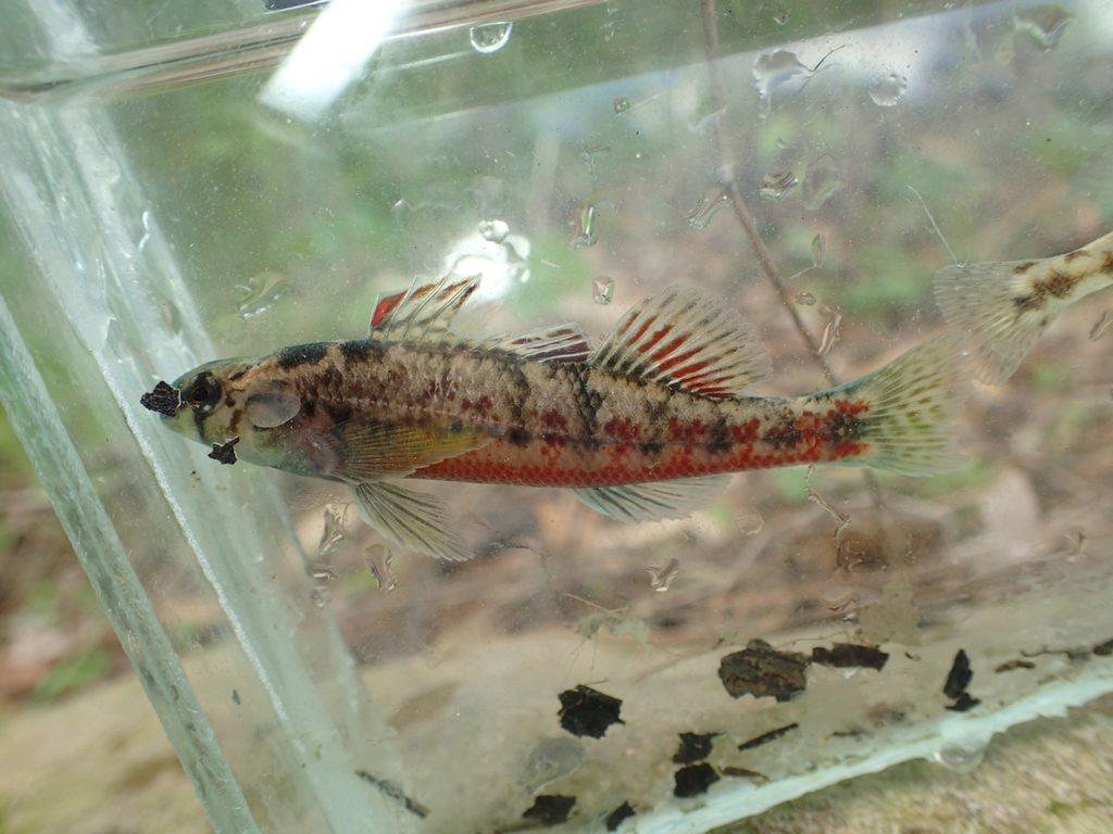 Vermilion Darter reference