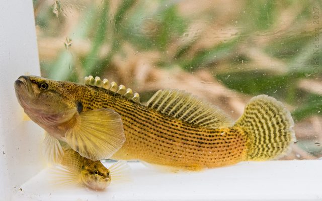Fantail Darter reference