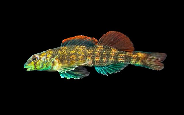 Turquoise Darter reference