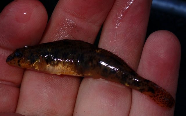 Tessellated Darter reference