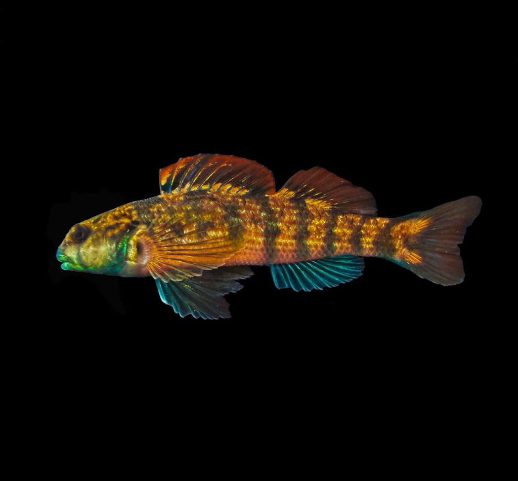 Seagreen Darter reference