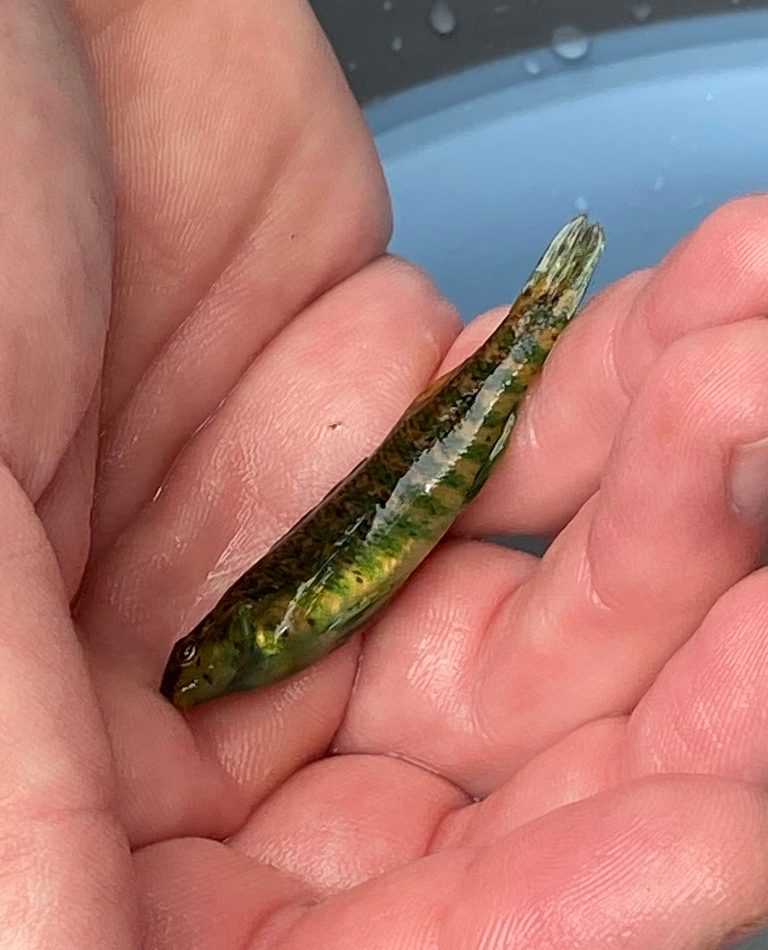 Banded Darter reference