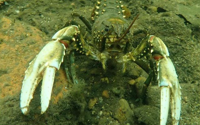 Murray Crayfish reference