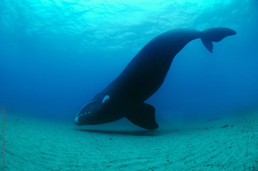 Southern Right Whale reference