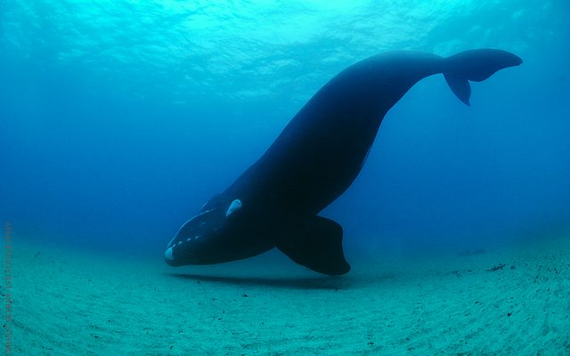 Southern Right Whale reference