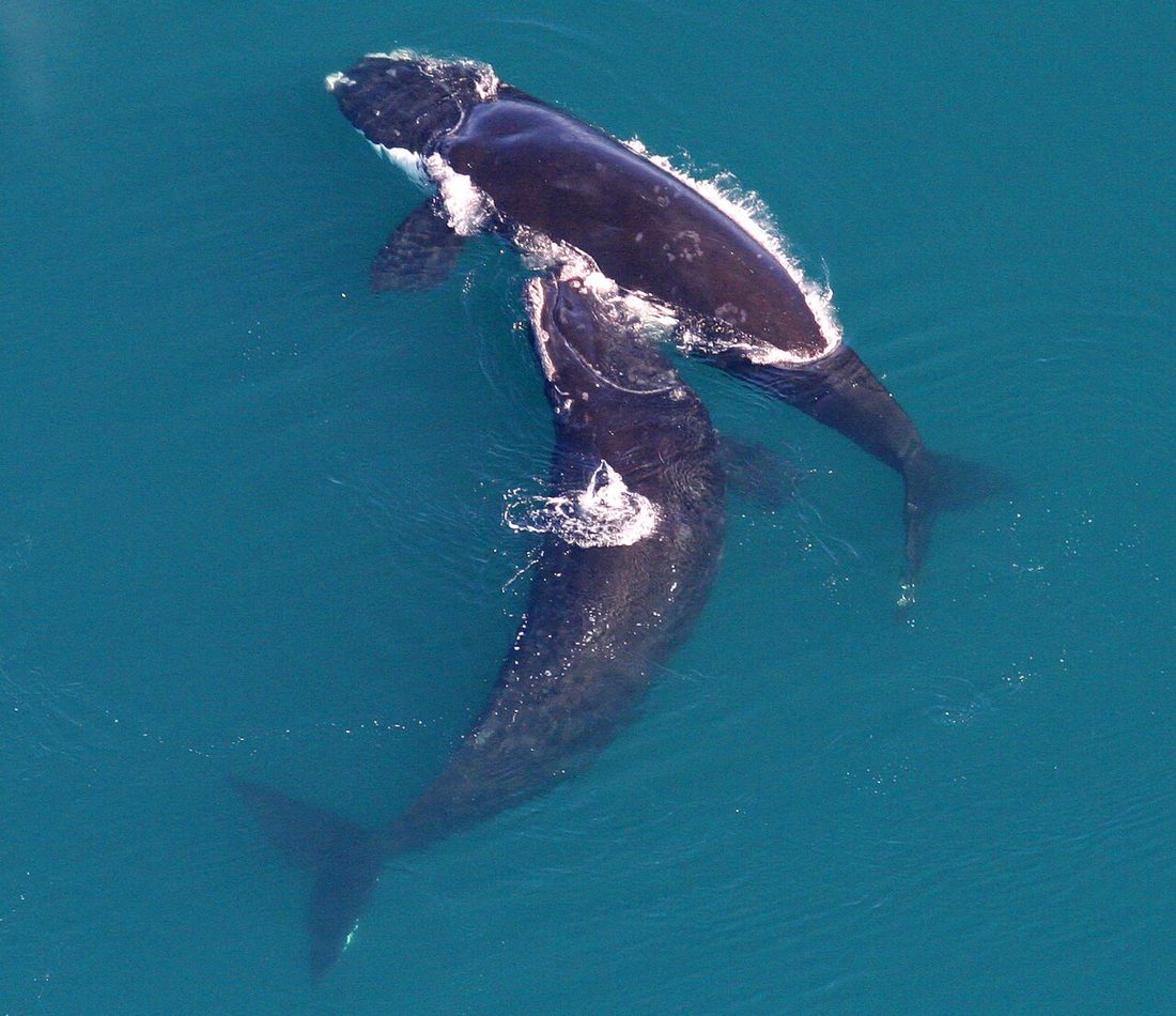 North Atlantic Right Whale reference