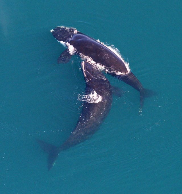 North Atlantic Right Whale reference