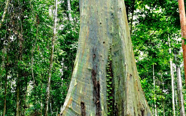 Rainbow Eucalyptus reference