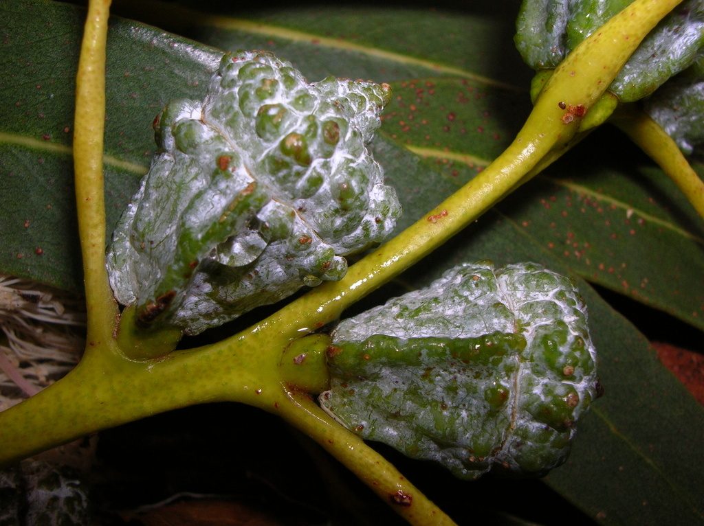 Tasmanian blue gum reference