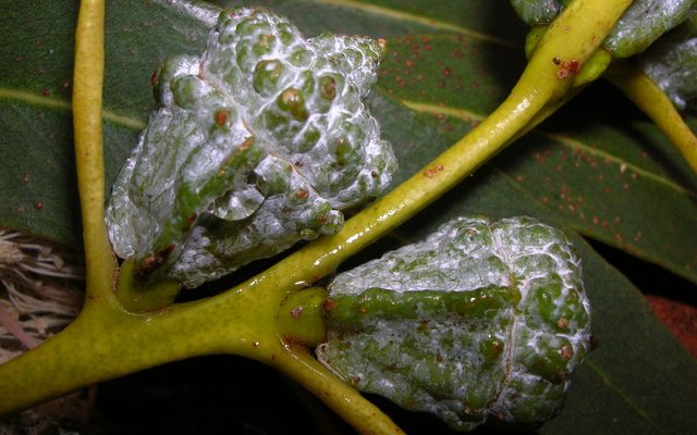 Tasmanian Blue Gum reference