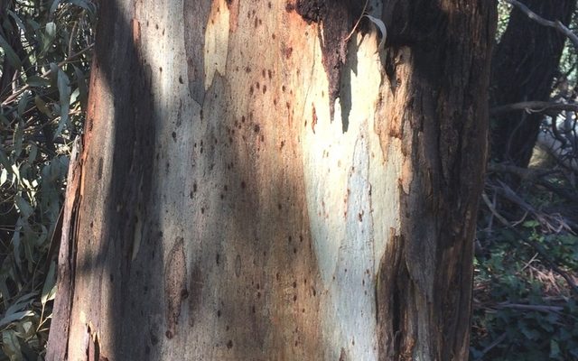 Manna Gum reference