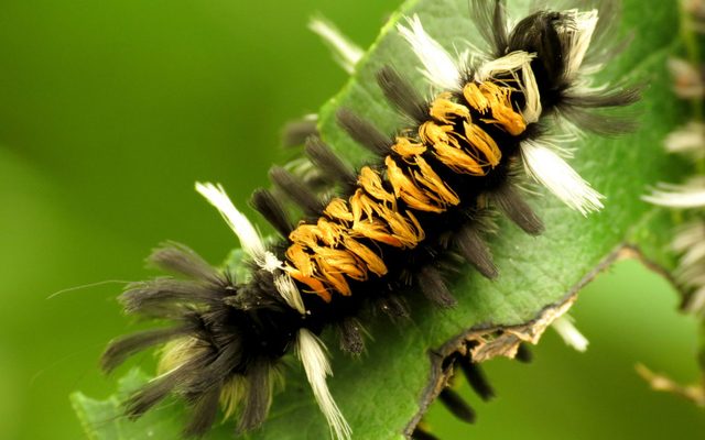 Milkweed Tiger Moth reference
