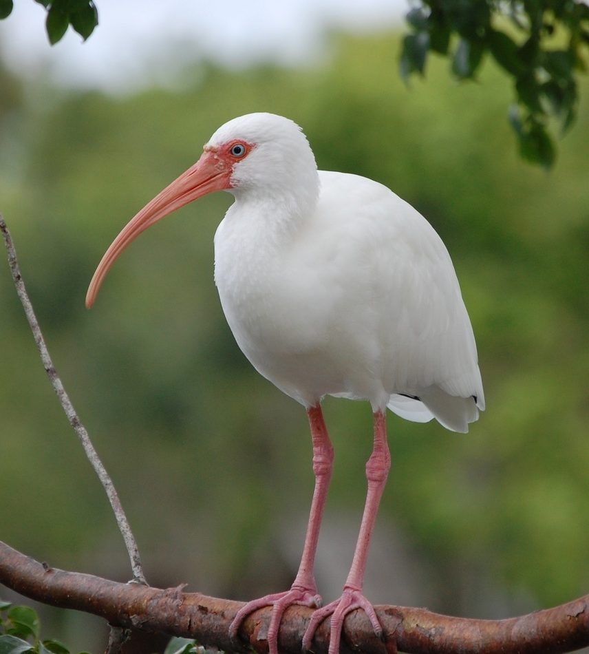White Ibis reference