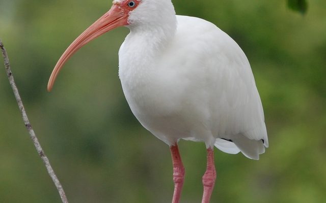 White Ibis reference