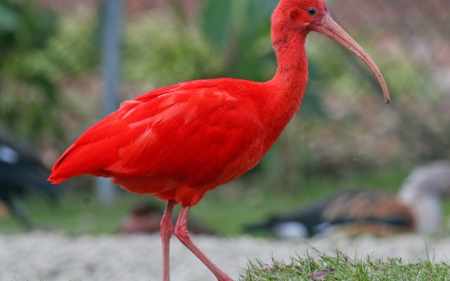 Scarlet Ibis reference