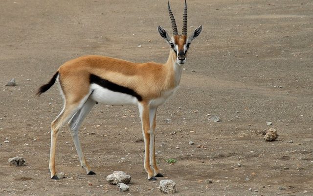 Thomson's Gazelle reference