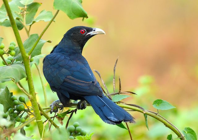 Asian Koel reference
