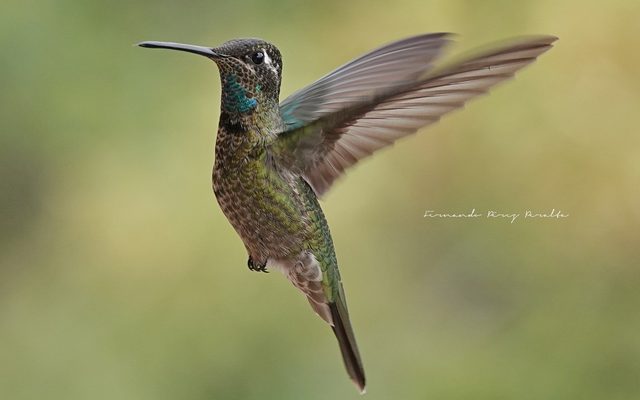 Rivoli's Hummingbird reference