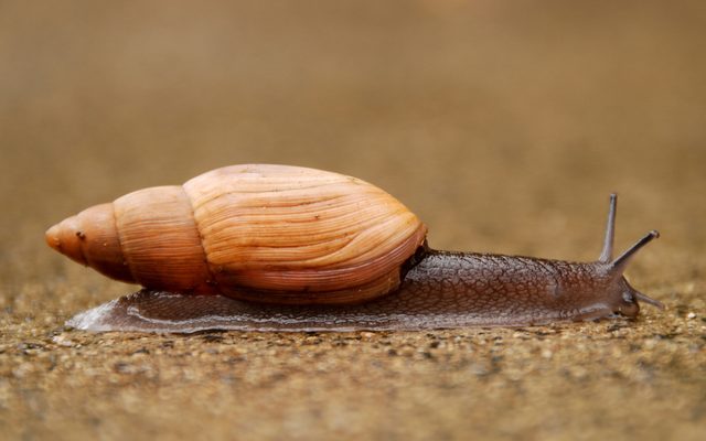 Rosy Wolfsnail reference