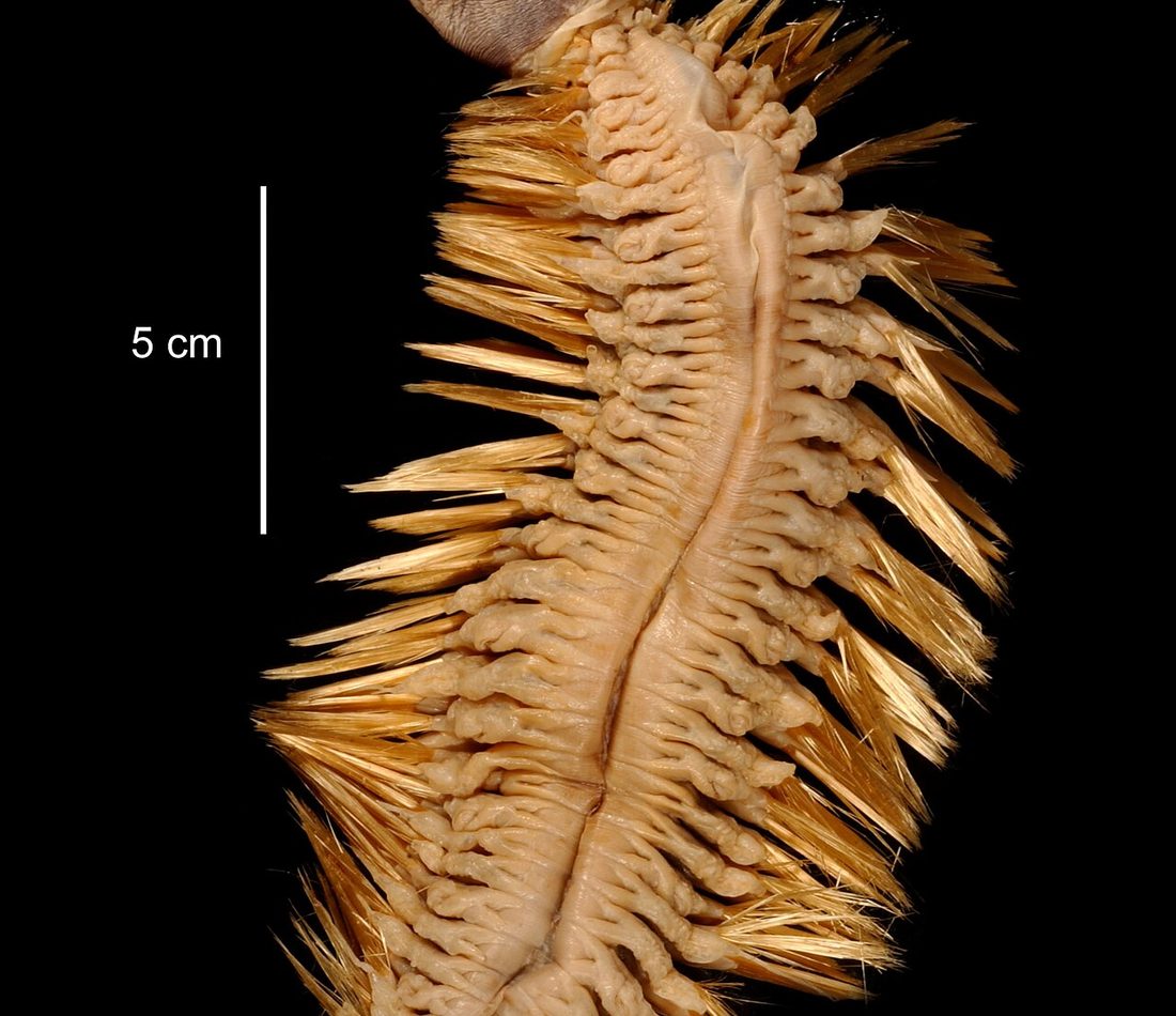 Antarctic Scale Worm reference