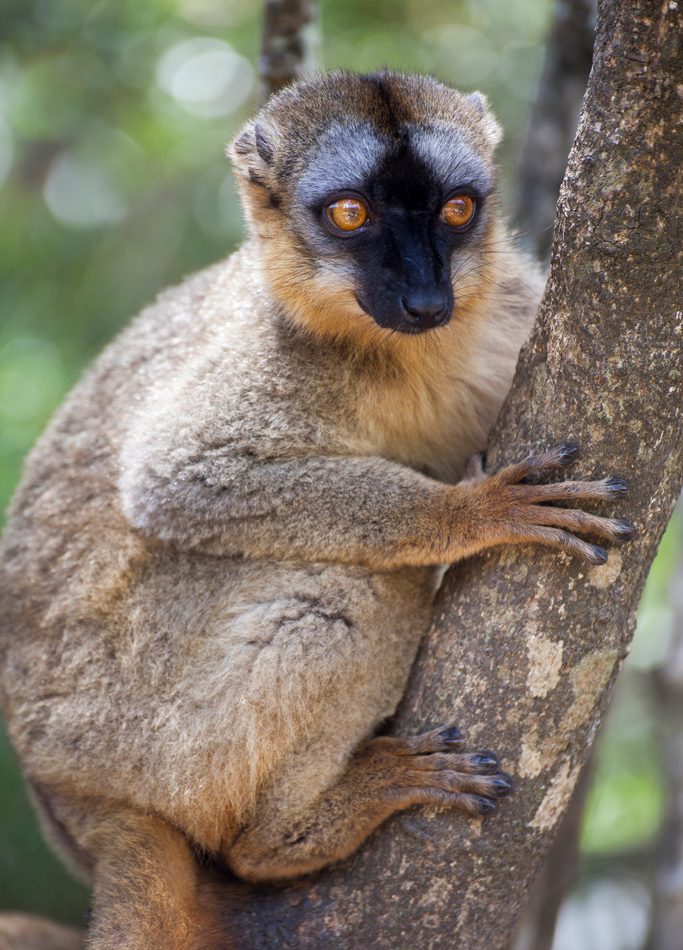Common Brown Lemur reference