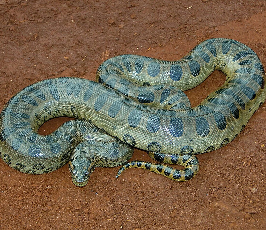 Green Anaconda reference