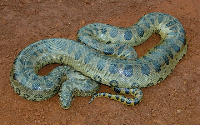 Green Anaconda reference