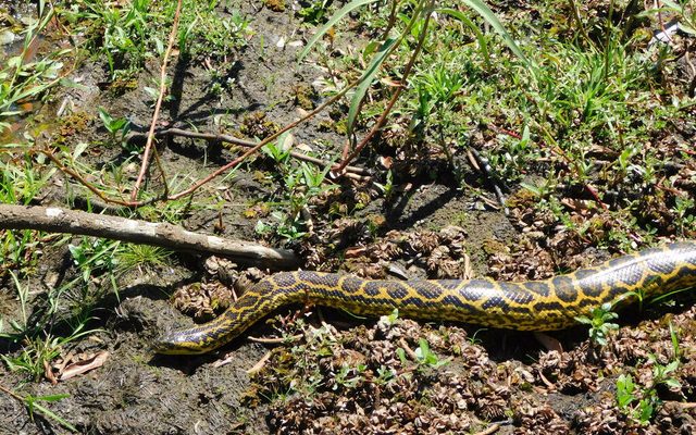 Yellow Anaconda reference