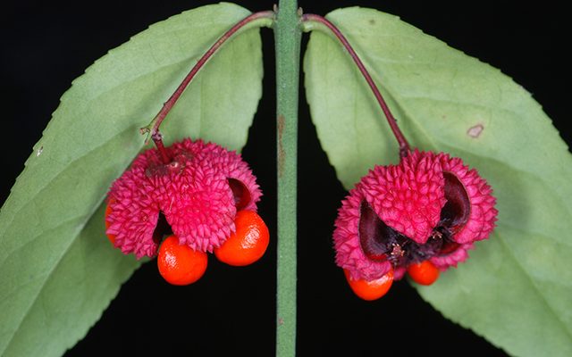 American Strawberry-Bush reference