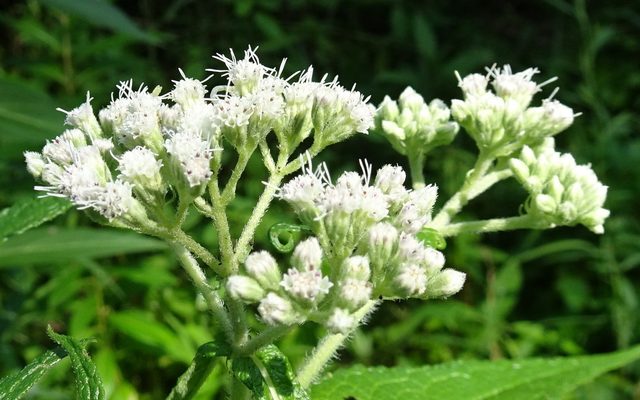 Boneset reference