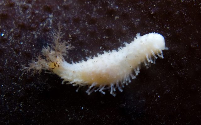 White Sea Cucumber reference