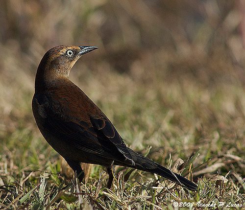 Rusty Blackbird reference