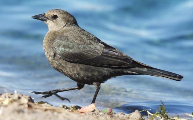 Brewer's Blackbird reference