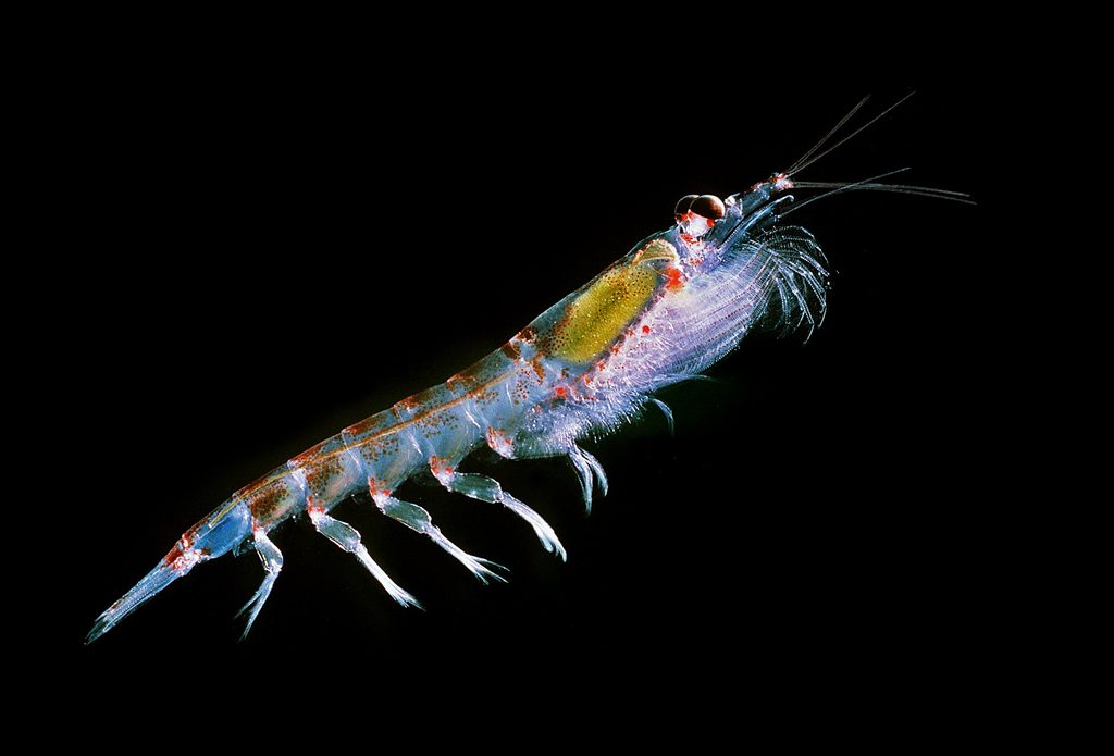 Antarctic Krill reference