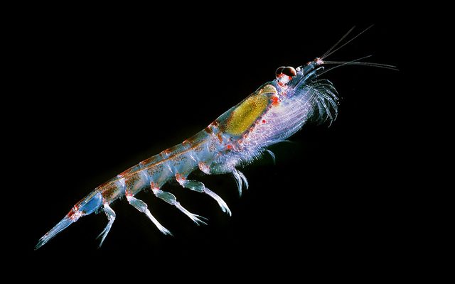 Antarctic Krill reference
