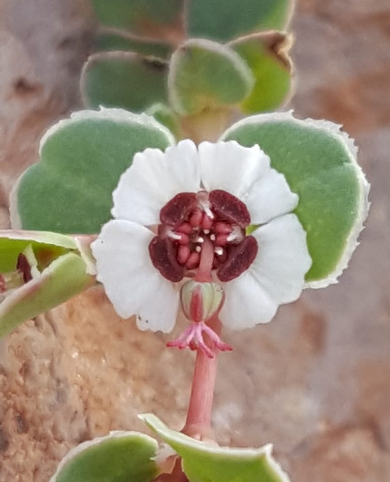 Euphorbia albomarginata reference