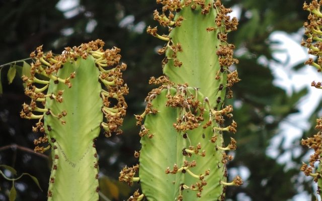 Candelabra Tree reference