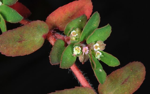 Spotted Spurge reference
